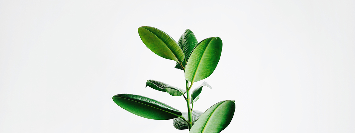 Spirit subdue two don’t